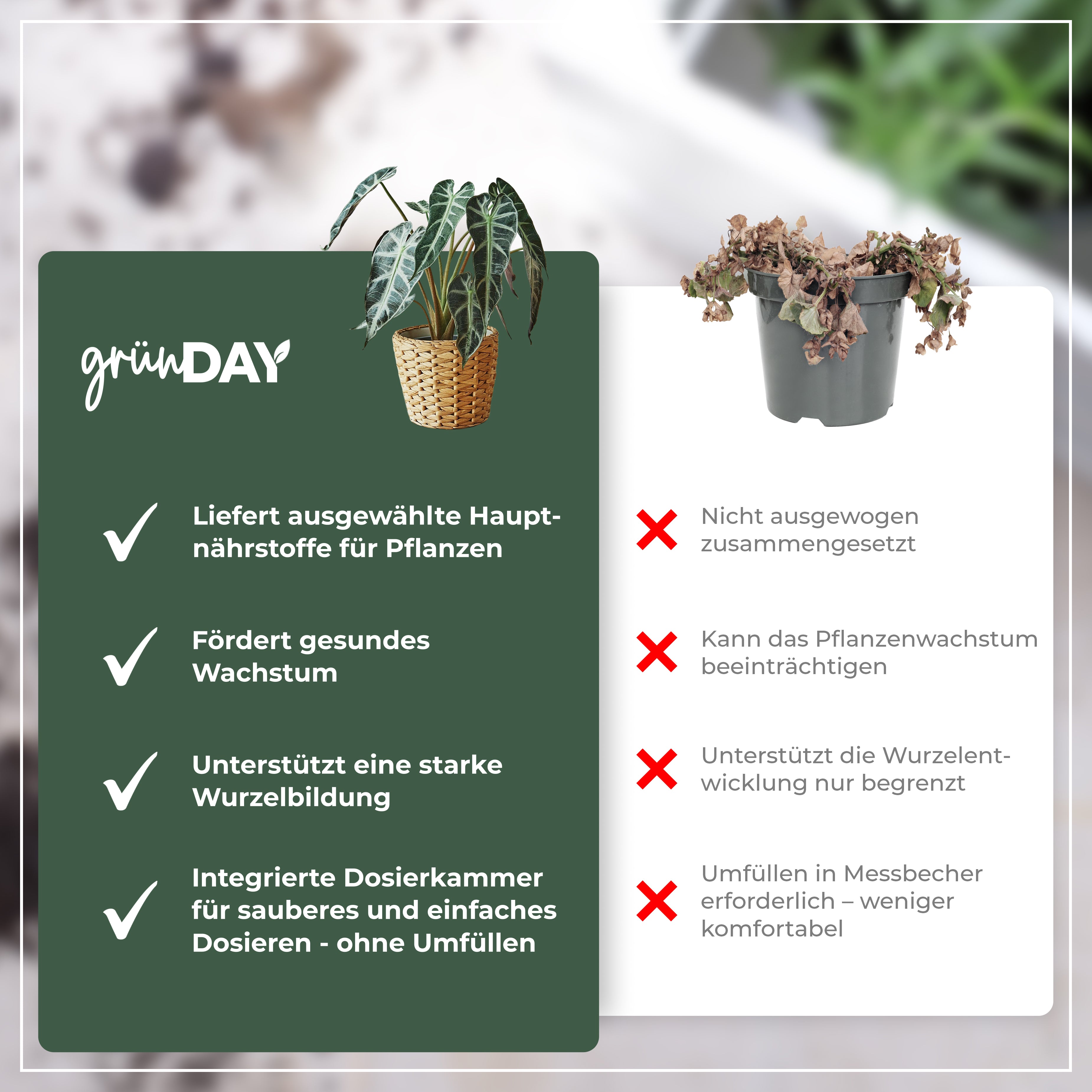 Gründay Alocasiadünger – Produktansicht 6