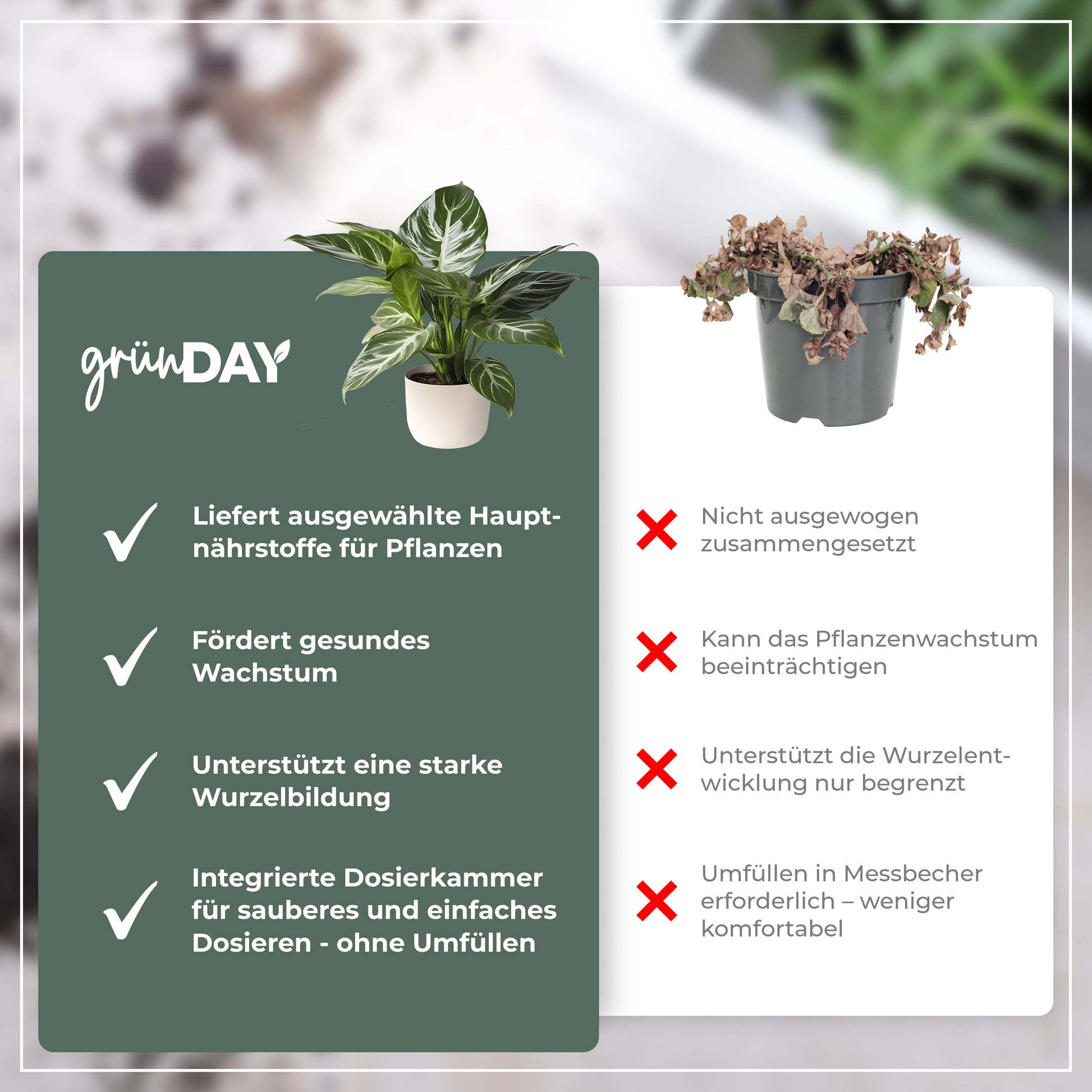 Gründay Calatheadünger – Produktansicht 6