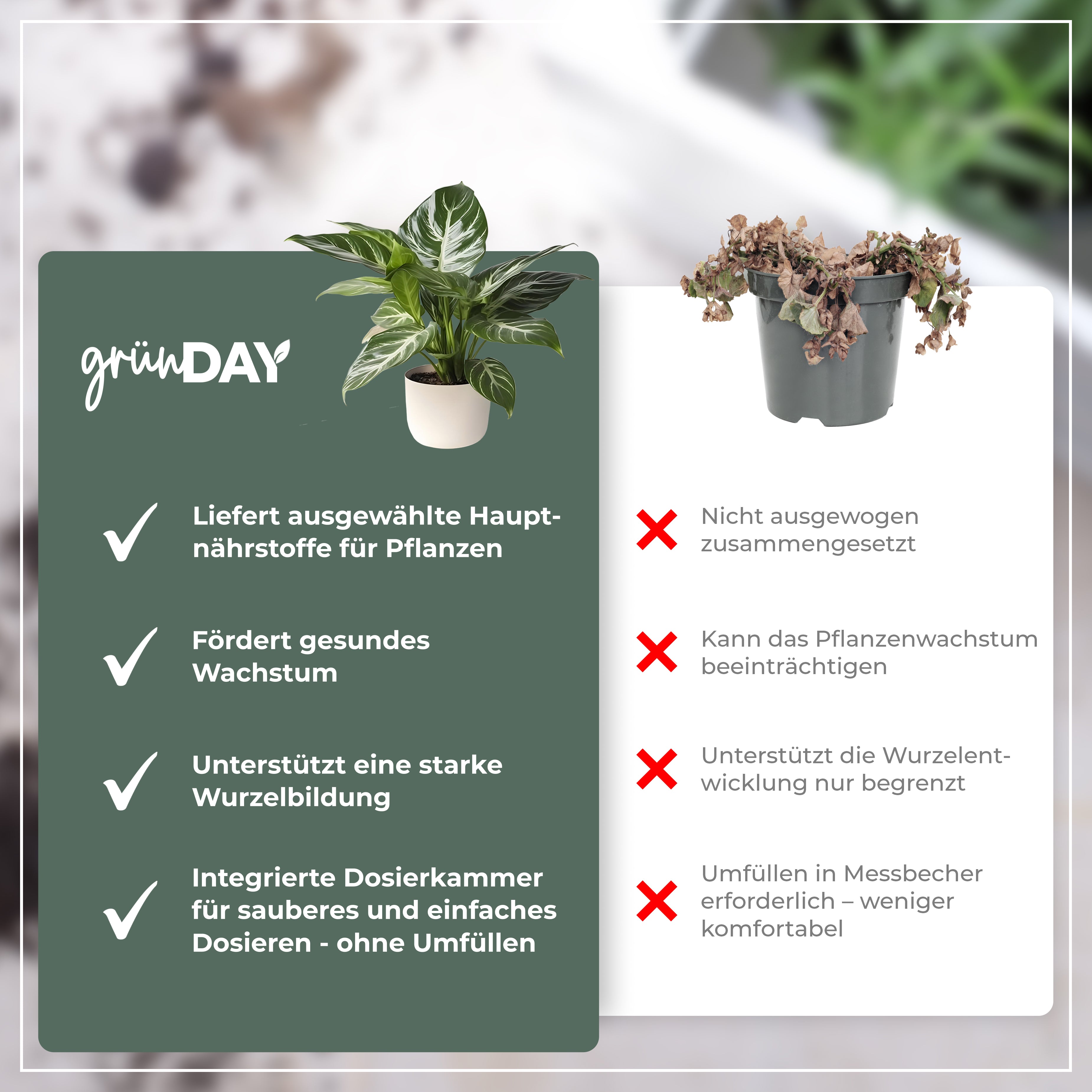 Gründay Calatheadünger – Produktansicht 6