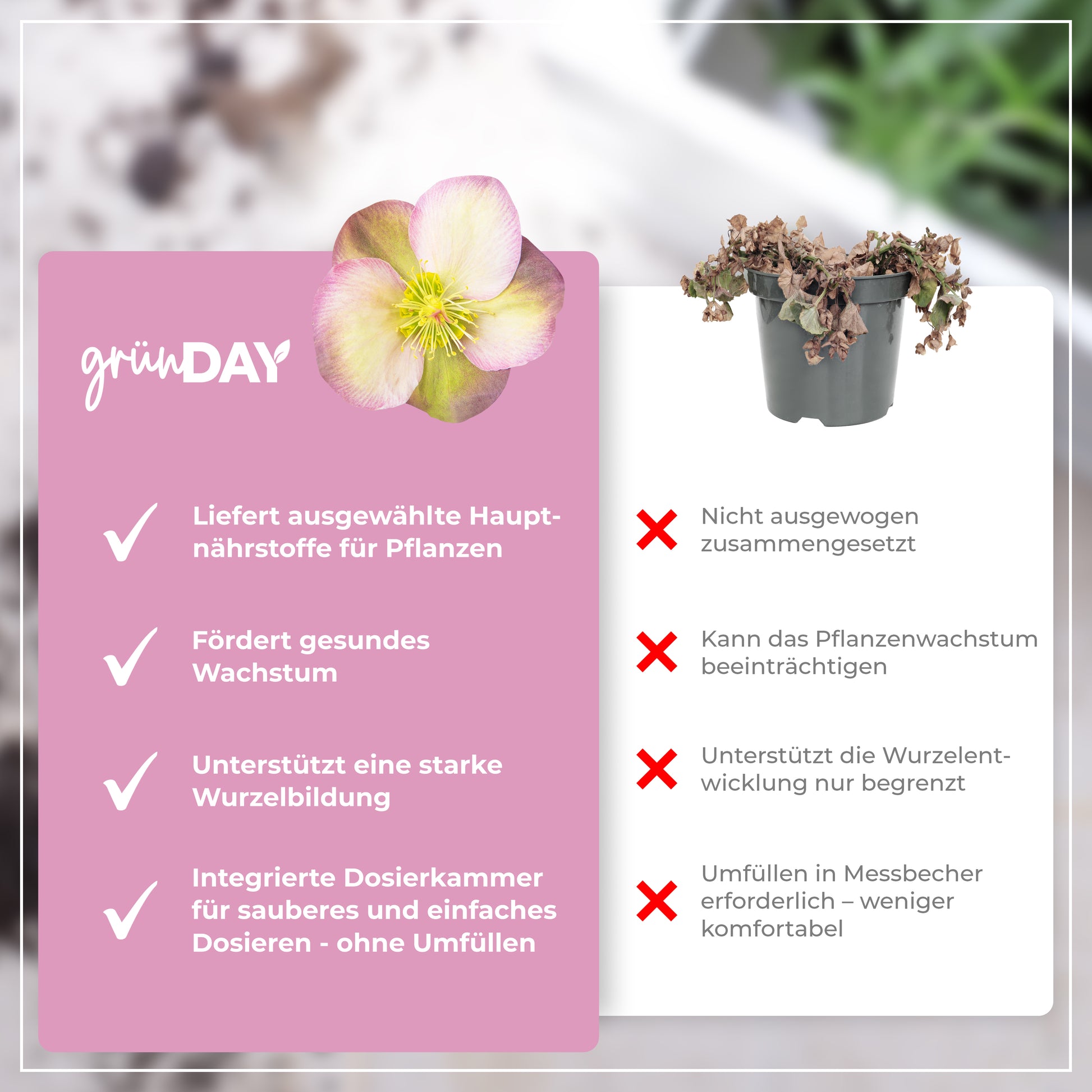 Gründay Christrosedünger – Produktansicht 6