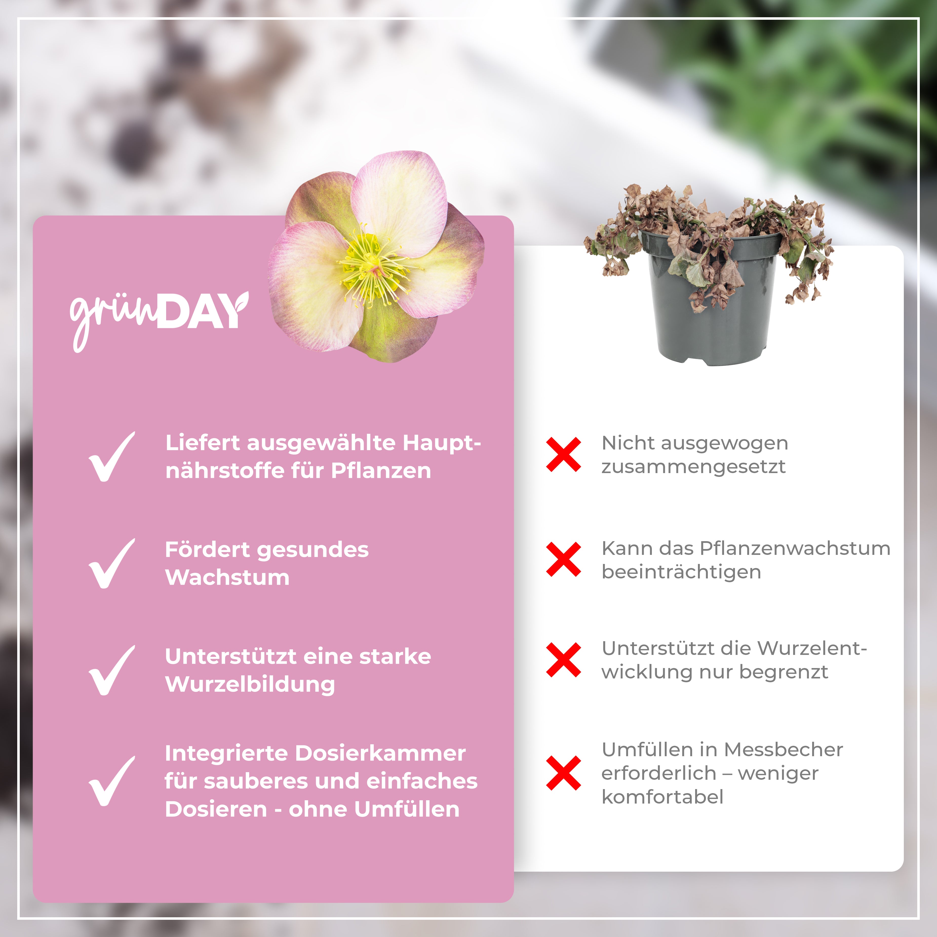 Gründay Christrosedünger – Produktansicht 6