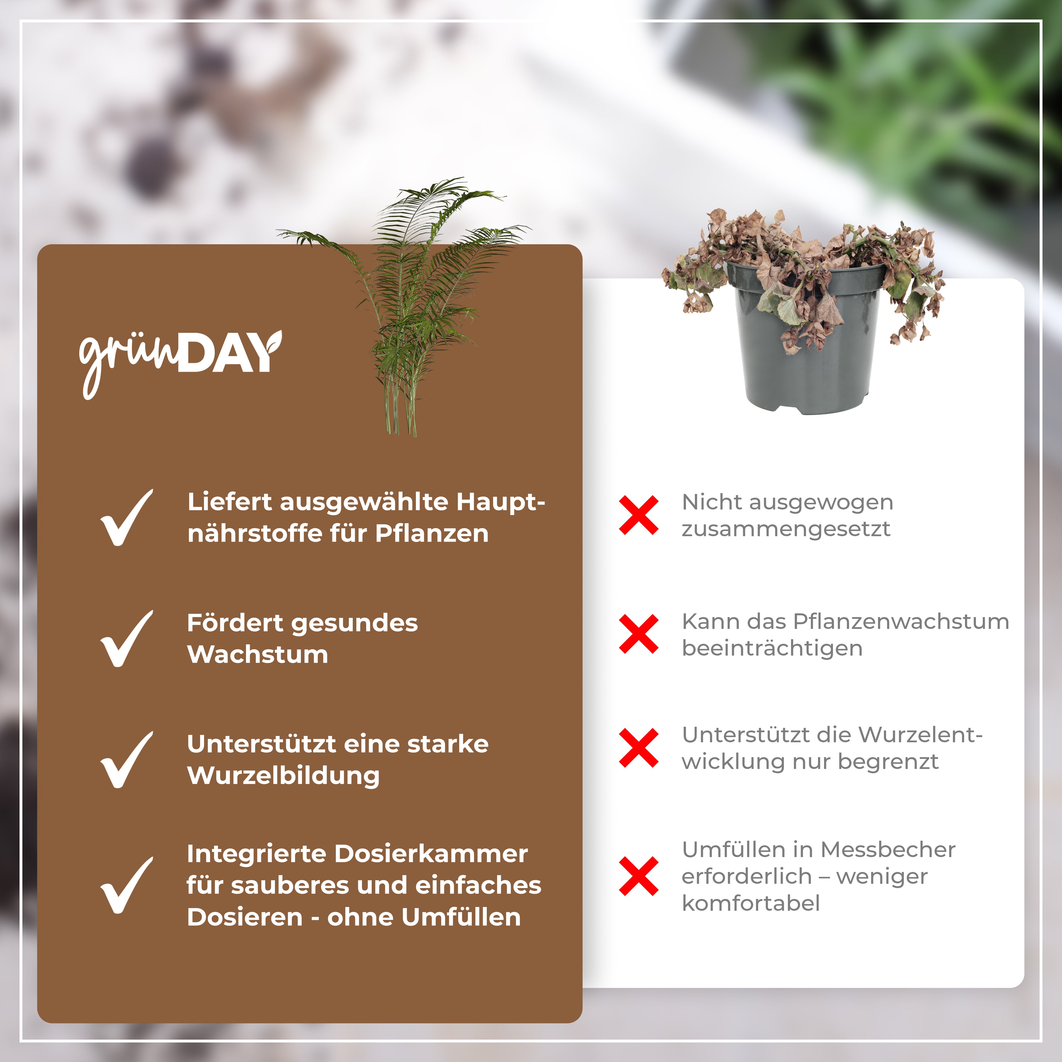 Gründay Dattelpalme Dünger – Produktansicht 6
