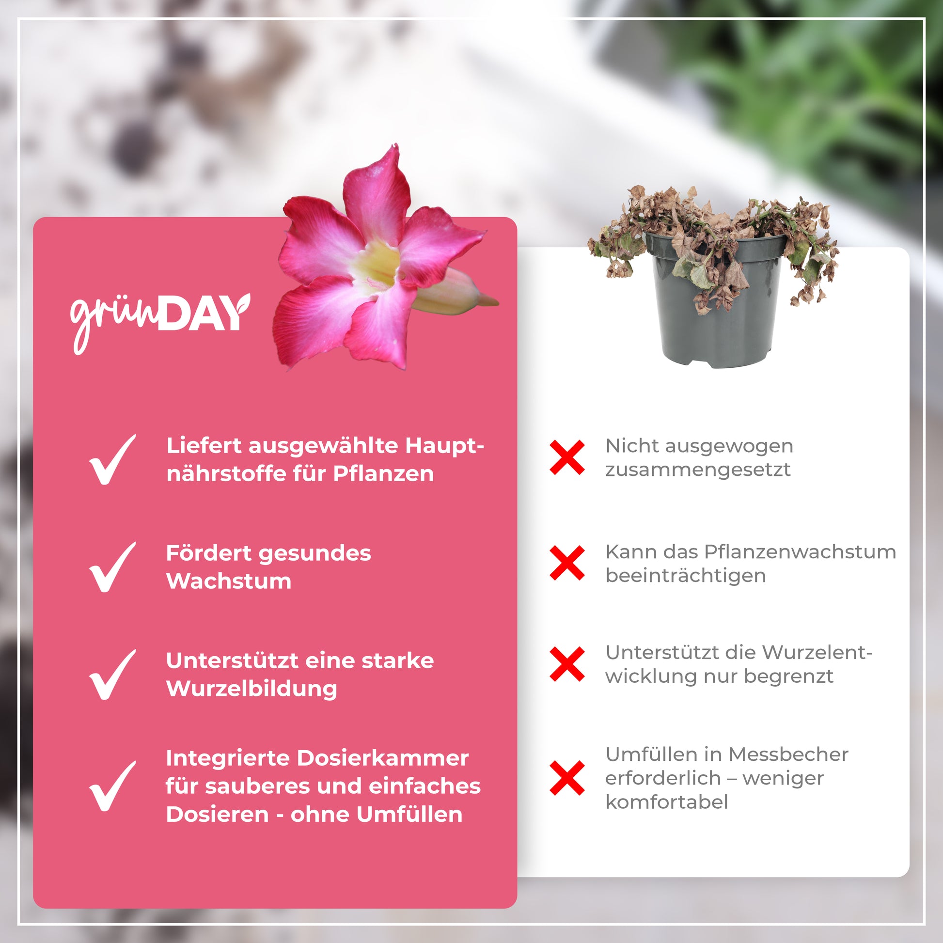 Gründay Dipladeniadünger – Produktansicht 6