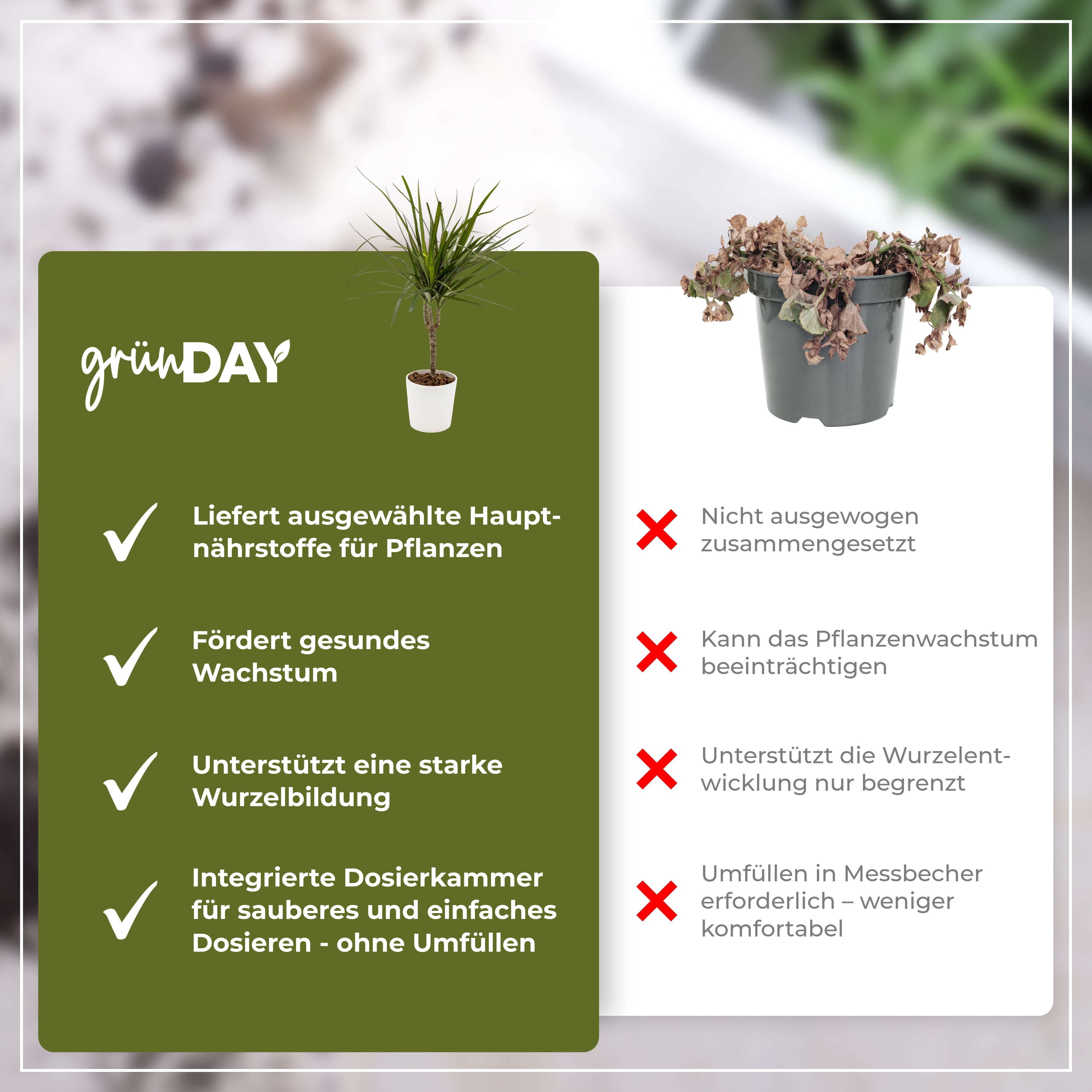 Gründay Drachenbaumdünger – Produktansicht 6