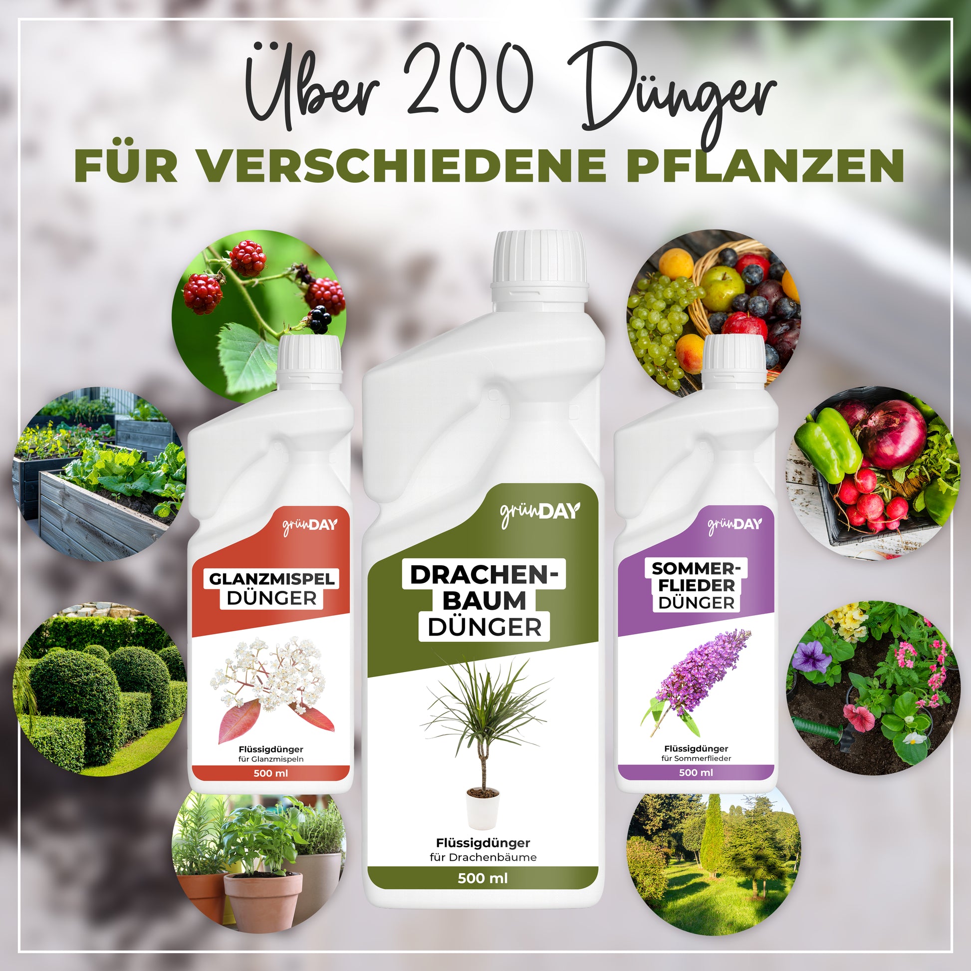 Gründay Drachenbaumdünger – Produktansicht 7