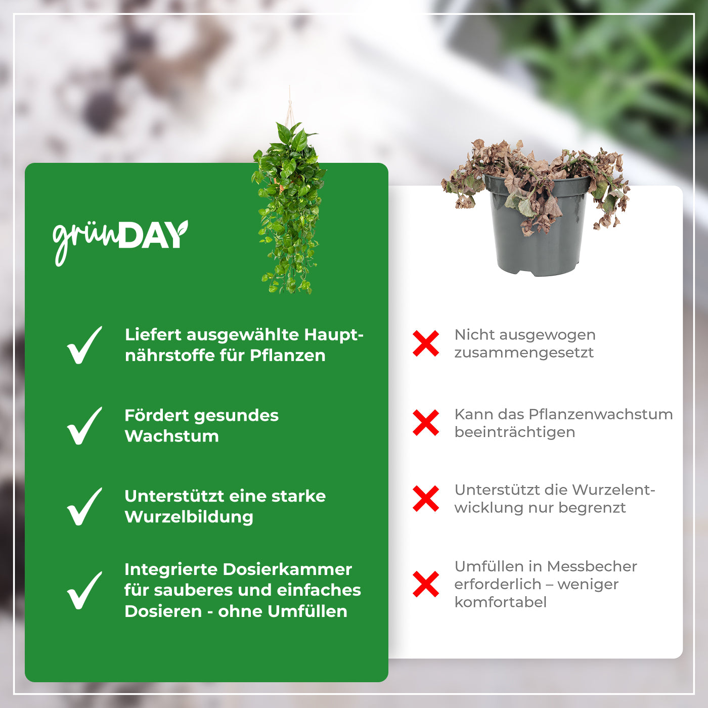 Gründay Efeututendünger – Produktansicht 6