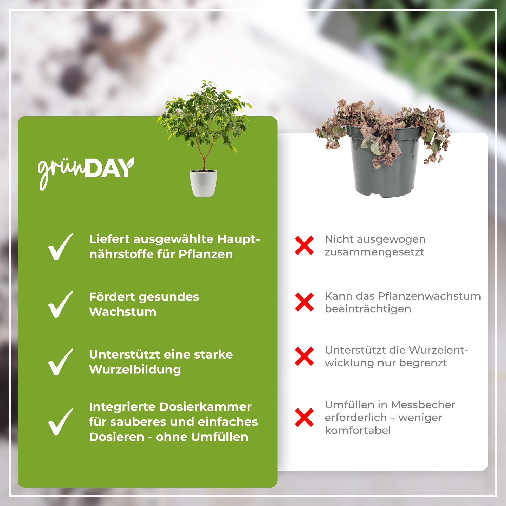 Gründay Ficus Benjamini Dünger – Produktansicht 6