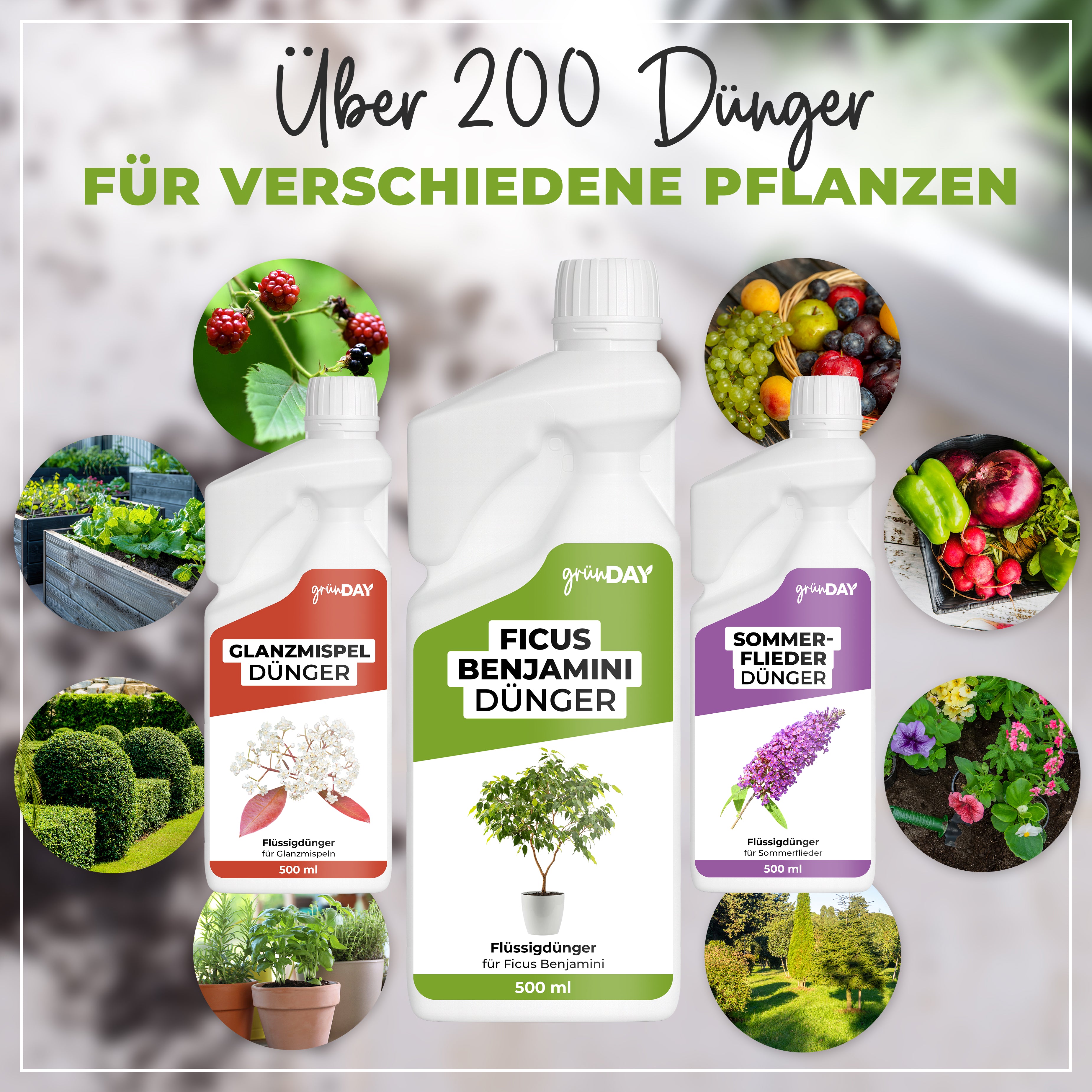 Gründay Ficus Benjamini Dünger – Produktansicht 7
