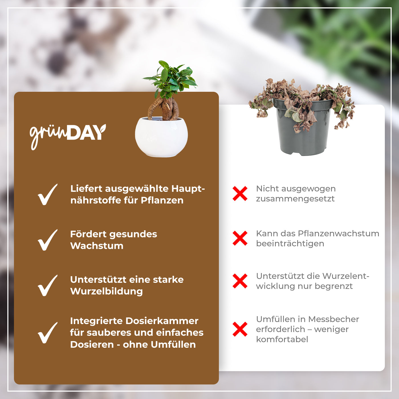 Gründay Ficus Ginseng Dünger – Produktansicht 6