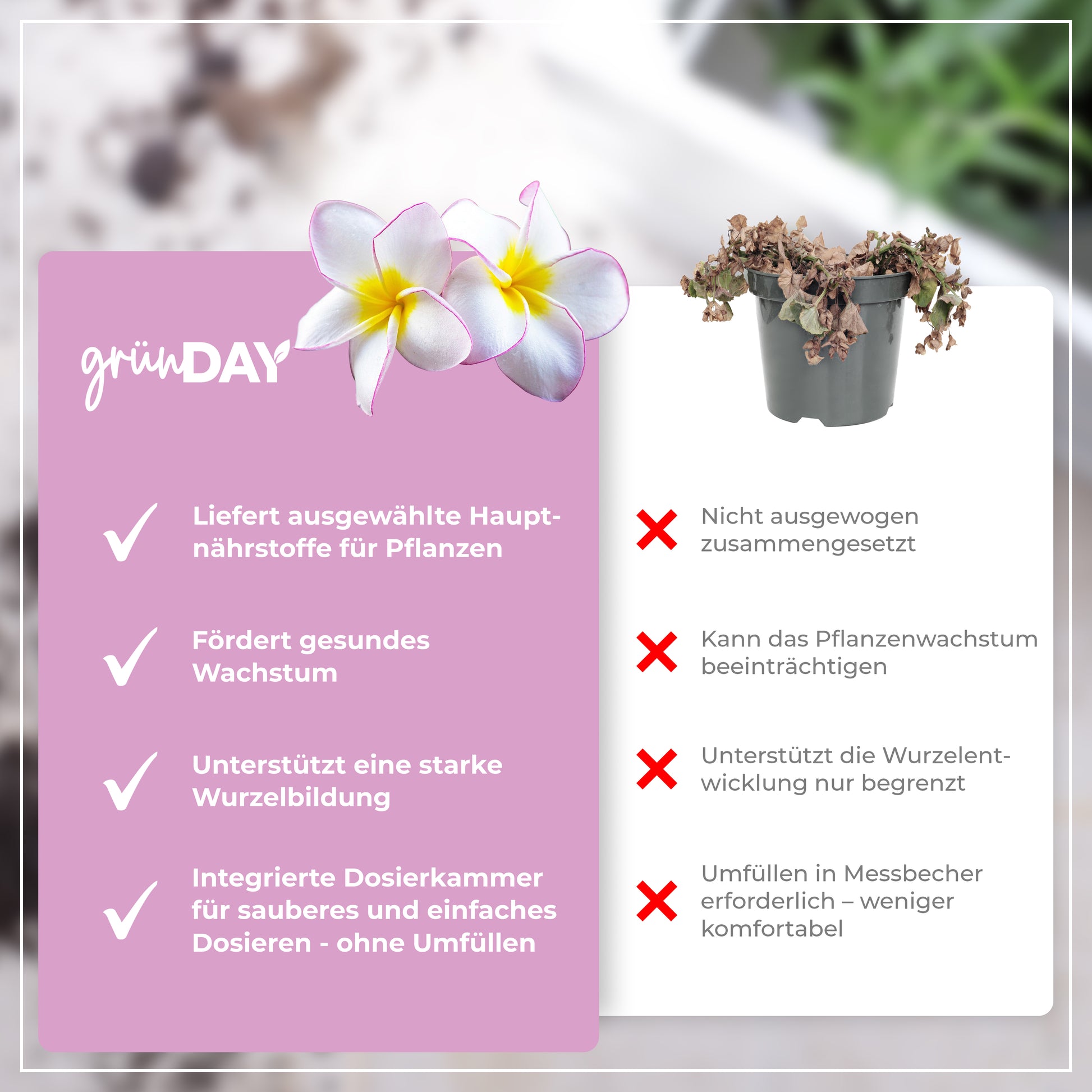 Gründay Frangipanidünger – Produktansicht 6