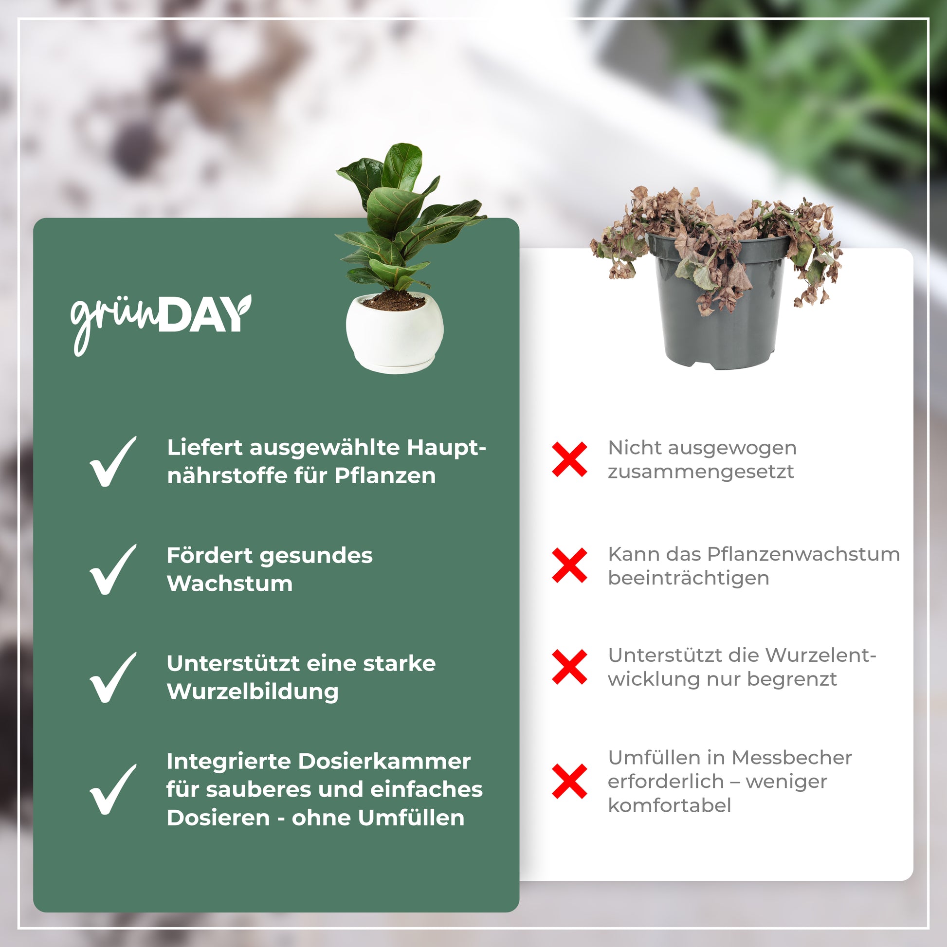 Gründay Geigenfeige Dünger – Produktansicht 6
