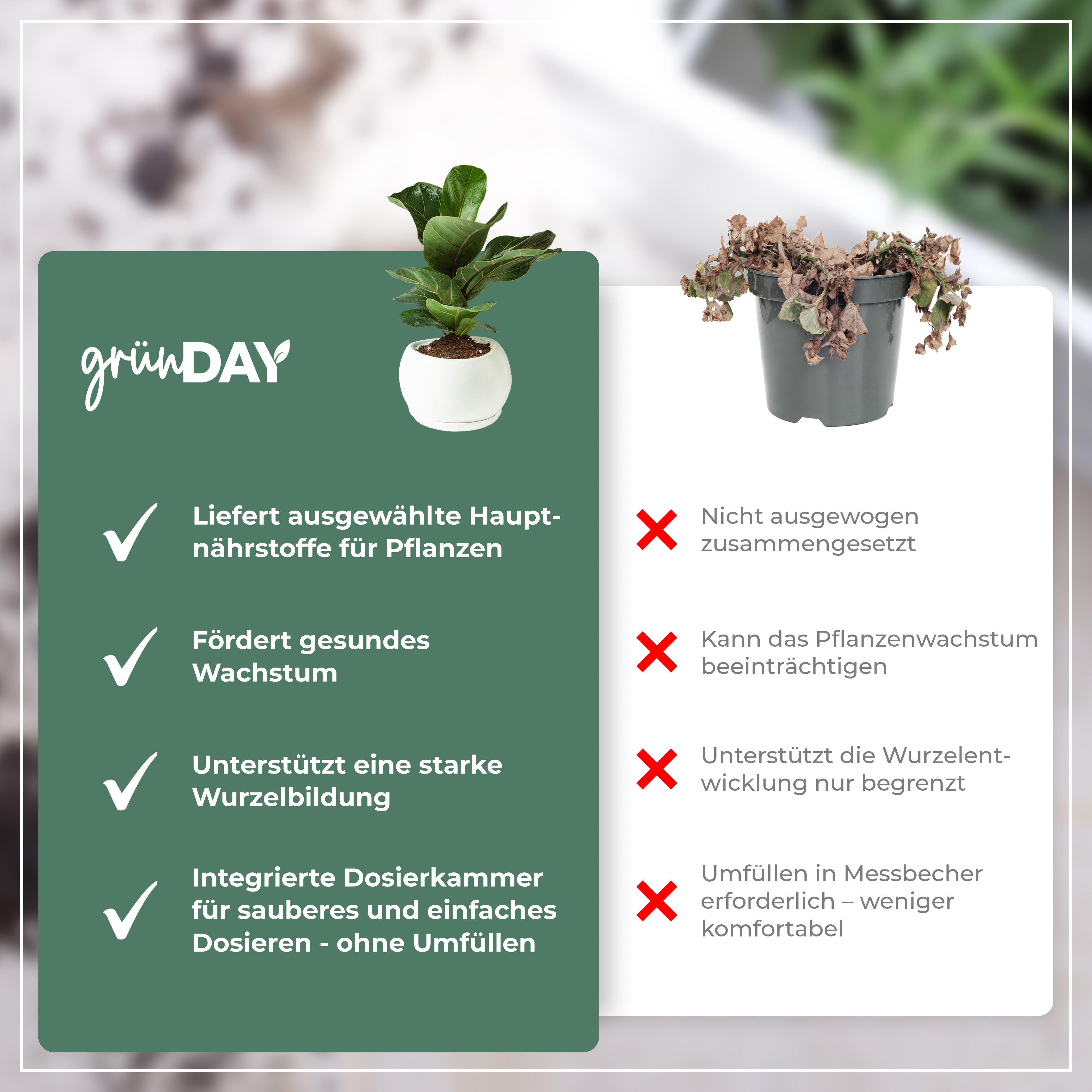 Gründay Geigenfeige Dünger – Produktansicht 6