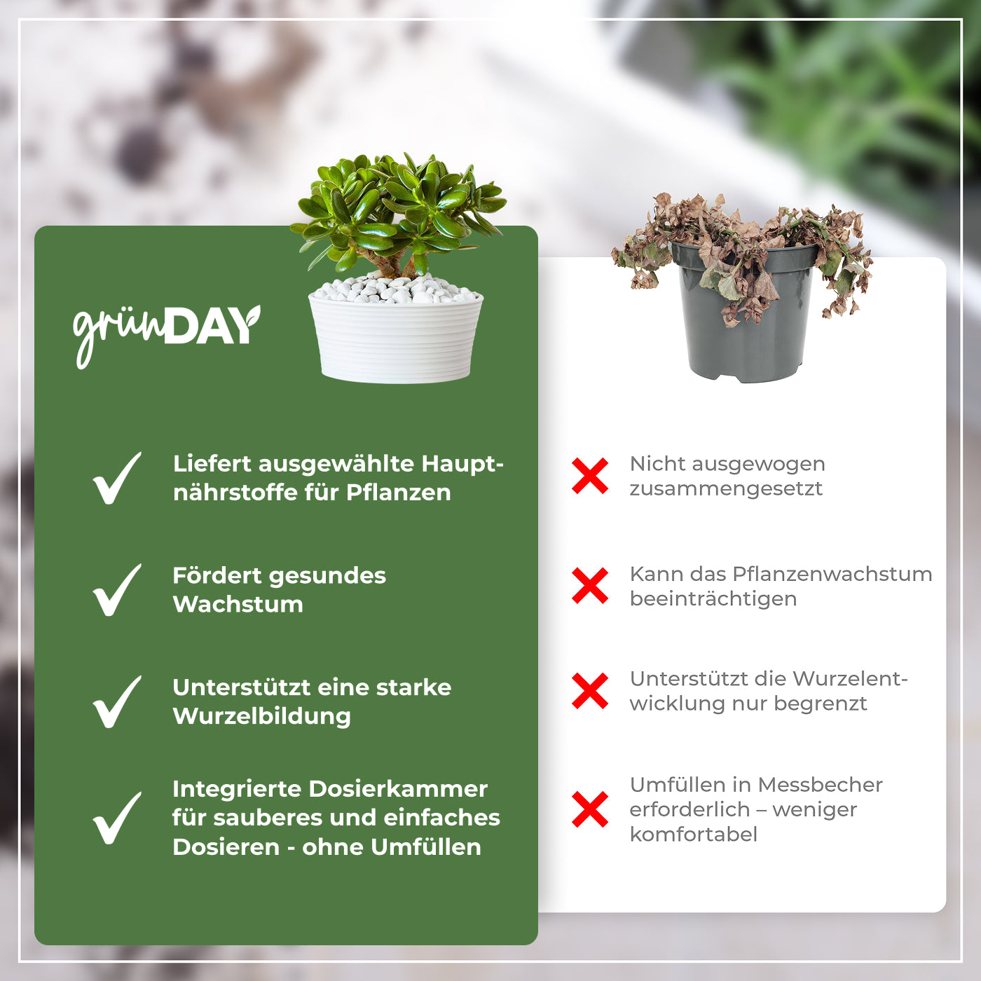 Gründay Geldbaumdünger – Produktansicht 6