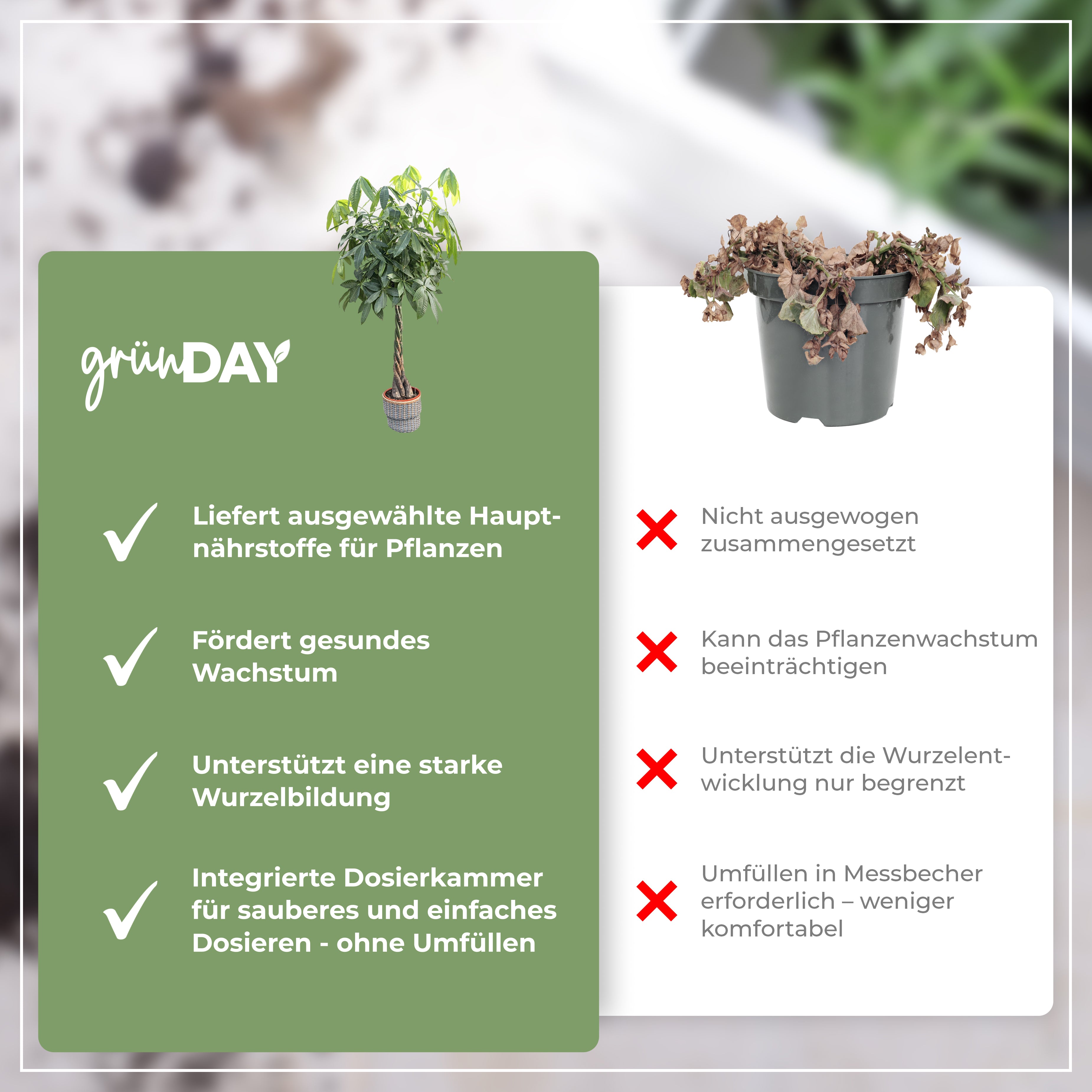 Gründay Glückskastaniedünger – Produktansicht 6