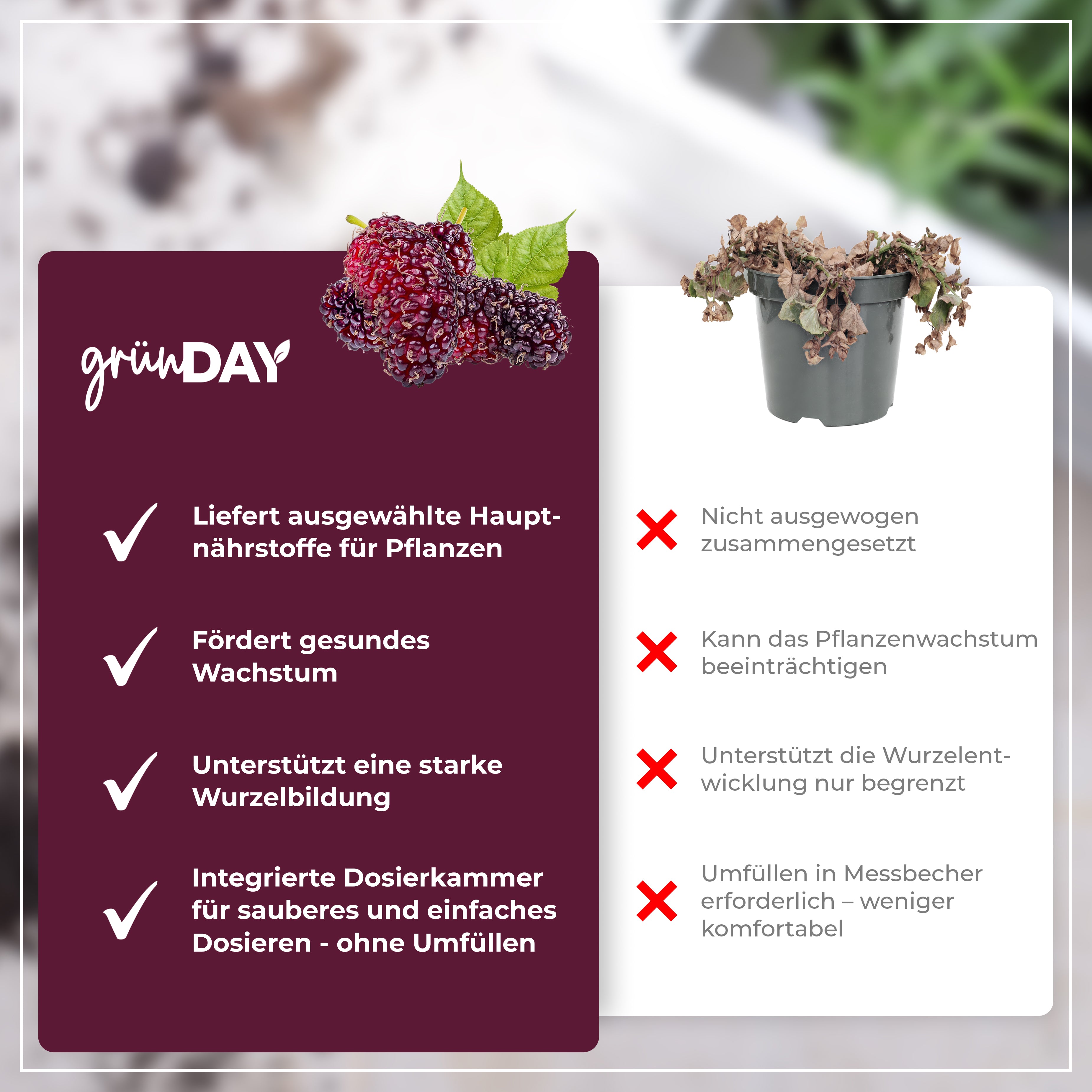 Gründay Maulbeerbaumdünger – Produktansicht 6