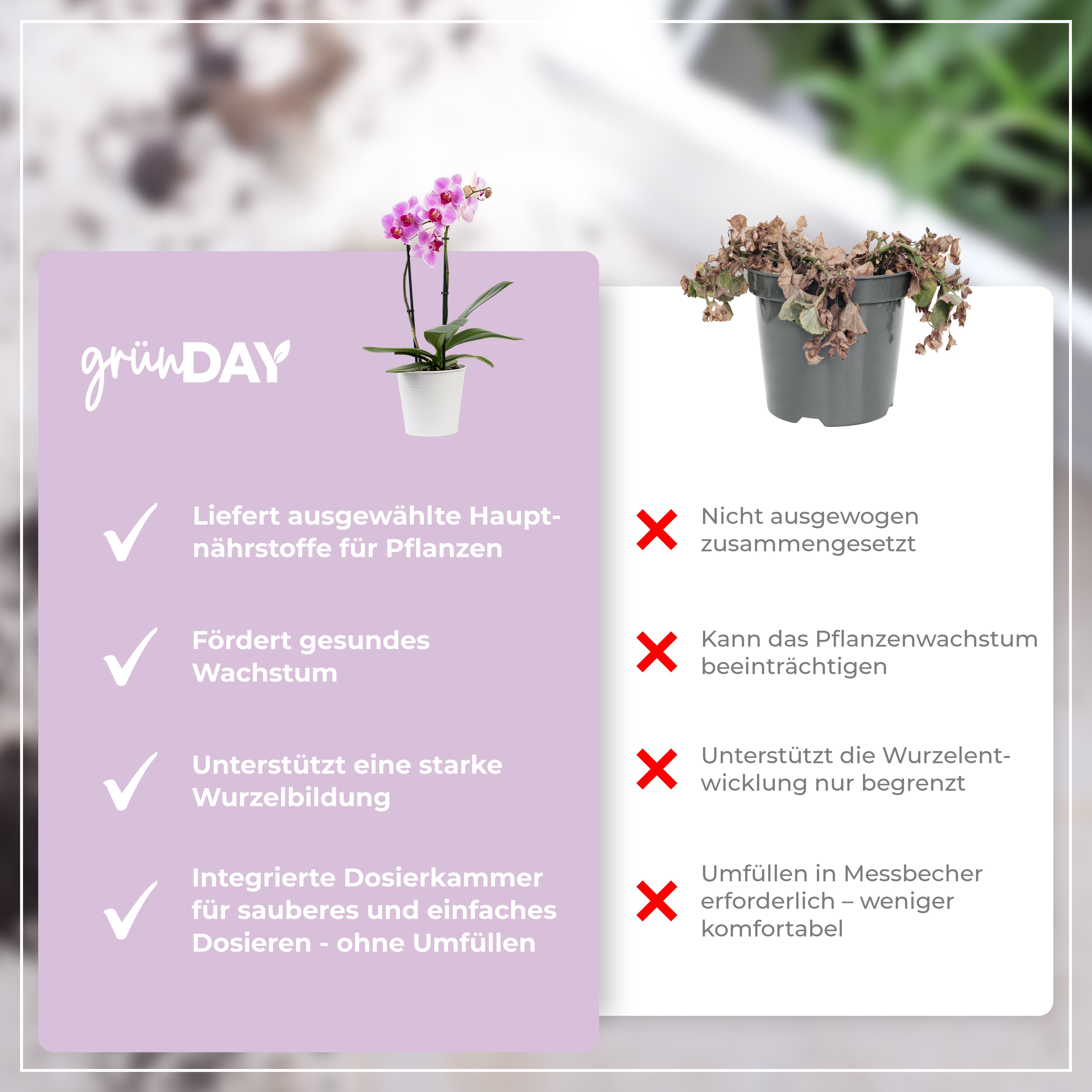 Gründay Phalaenopsisdünger – Produktansicht 6