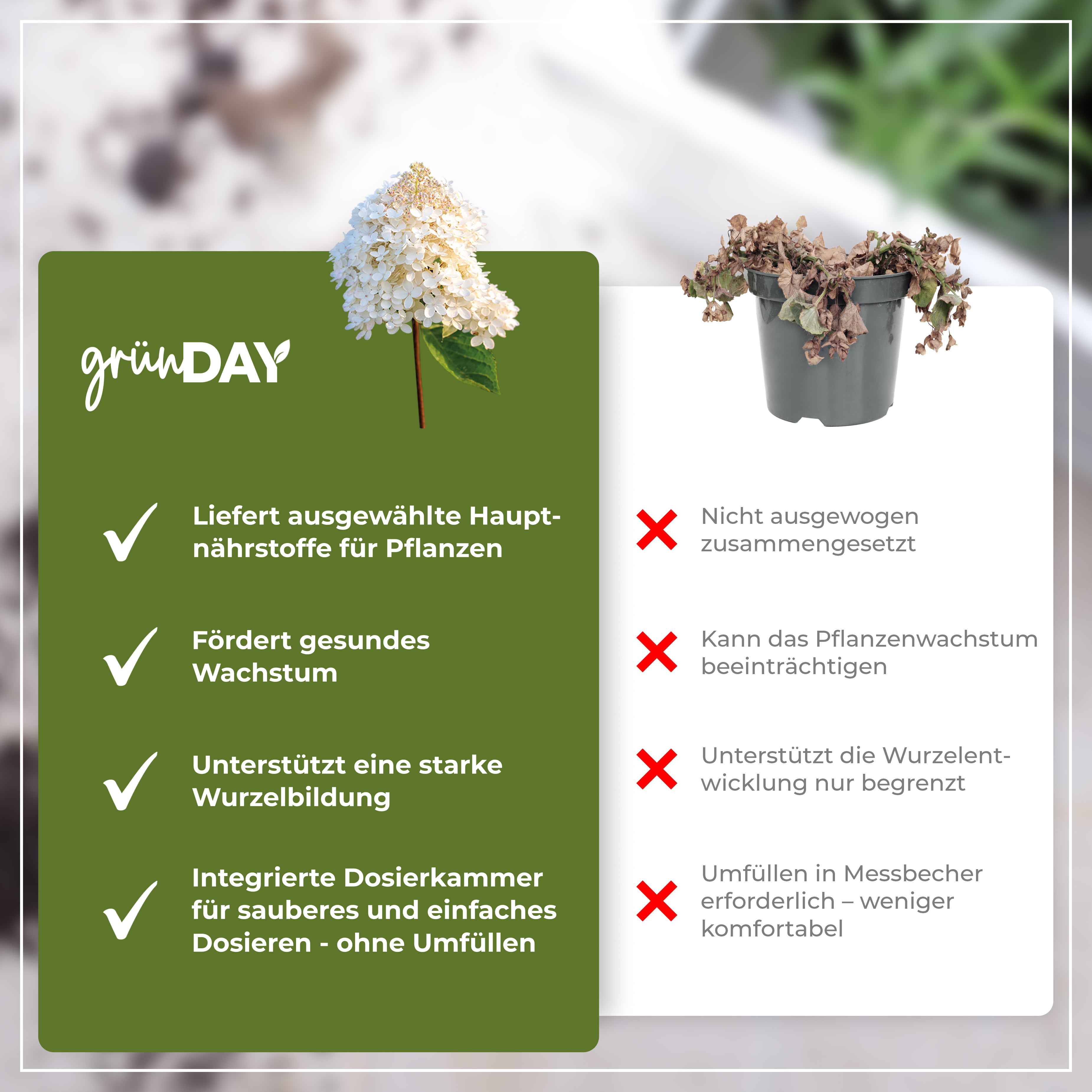 Gründay Rispenhortensie Dünger – Produktansicht 6