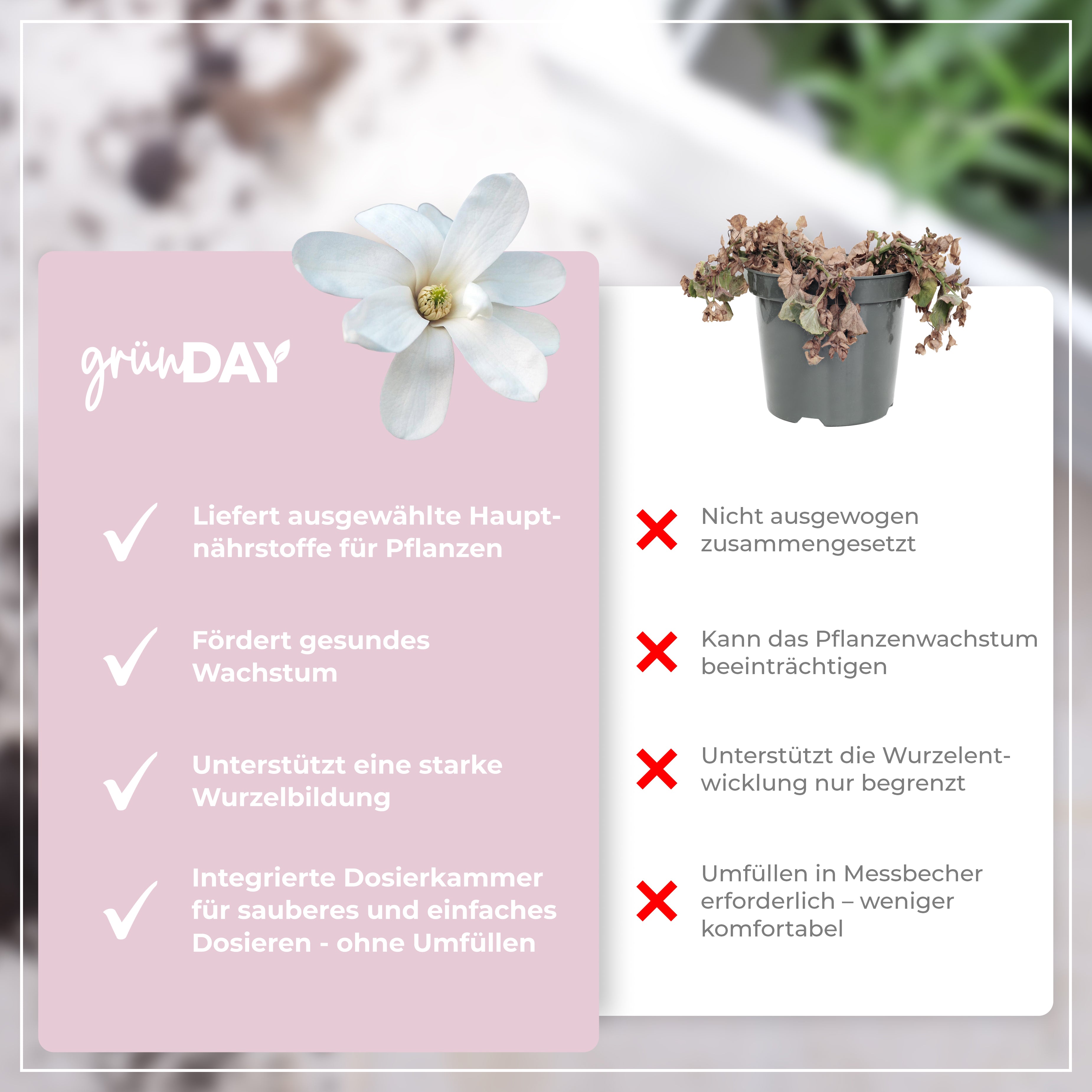 Gründay Sternmagnoliedünger – Produktansicht 6