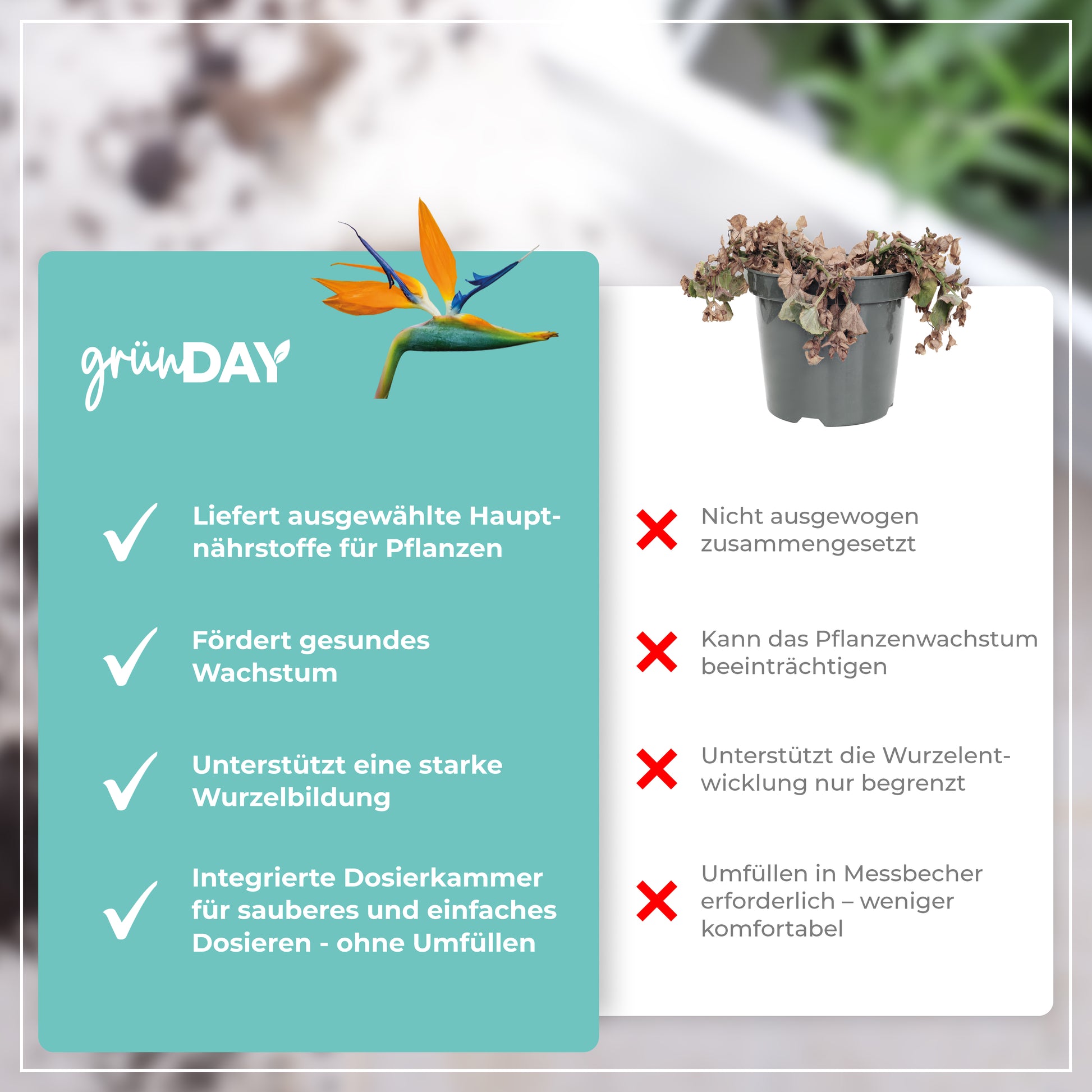 Gründay Strelitziendünger – Produktansicht 6