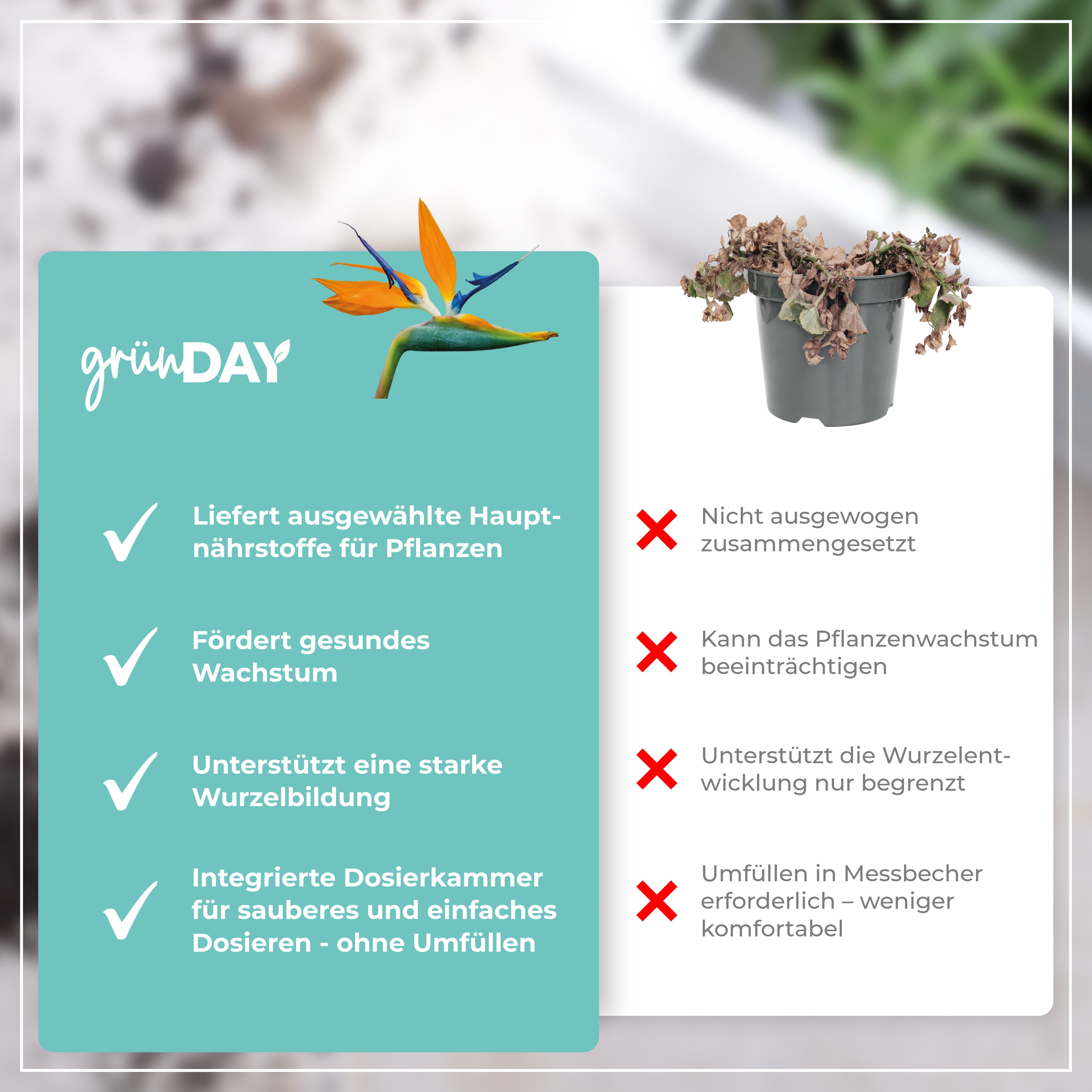 Gründay Strelitziendünger – Produktansicht 6