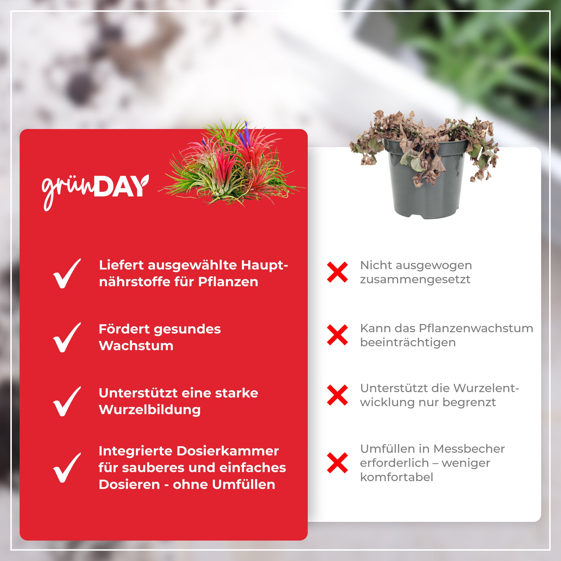 Gründay Tillandsiendünger – Produktansicht 6