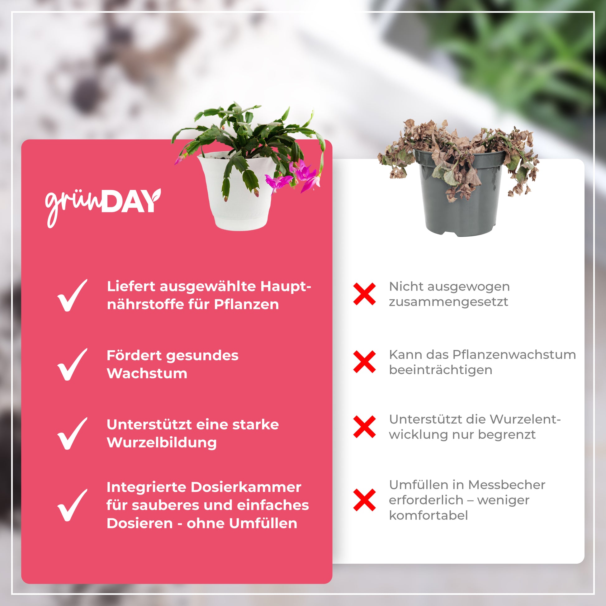 Gründay Weihnachtskaktusdünger – Produktansicht 6