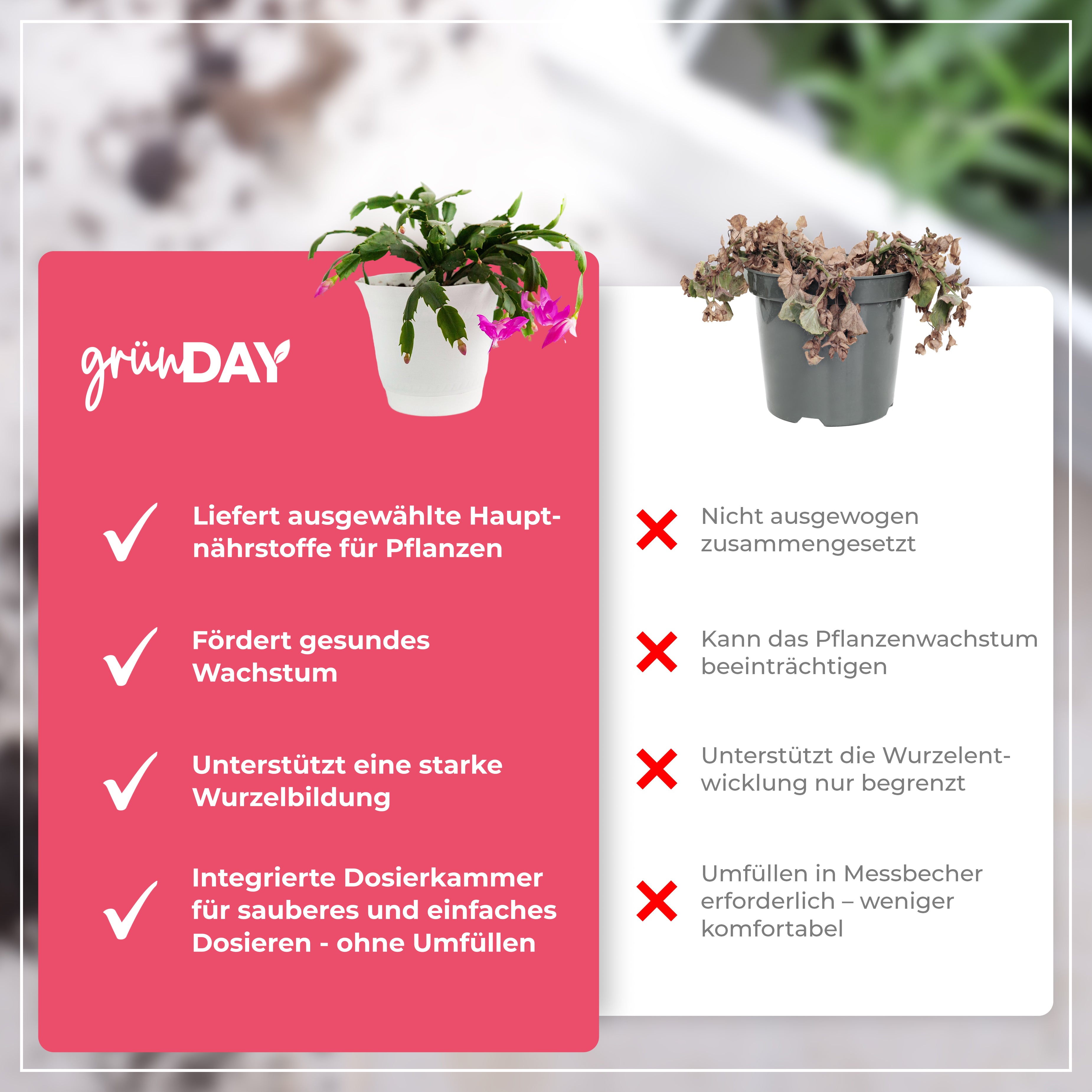 Gründay Weihnachtskaktusdünger – Produktansicht 6